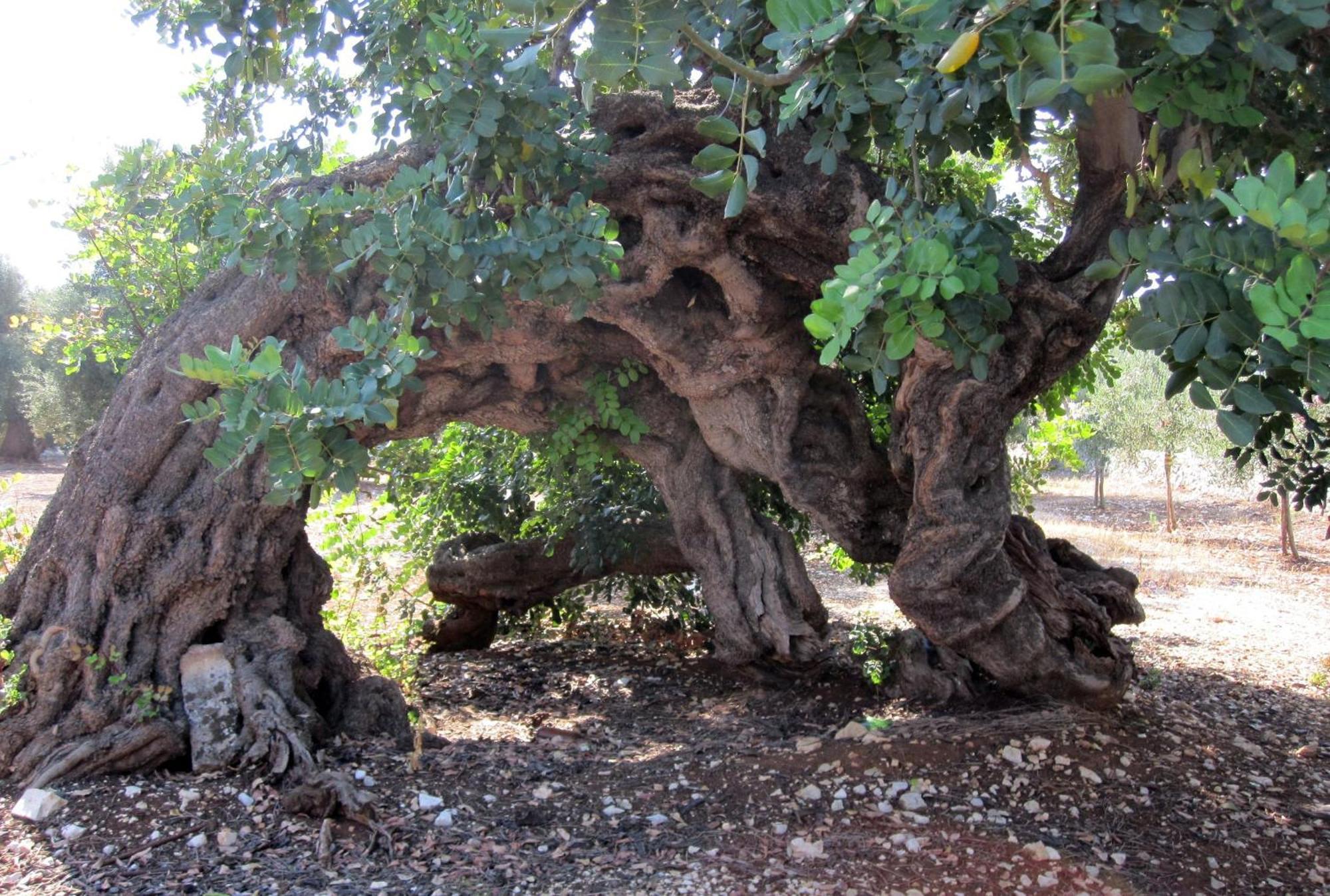 Masseria Don Sante Фазано Екстериор снимка