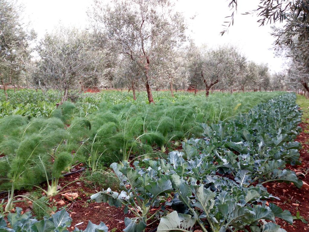 Masseria Don Sante Фазано Екстериор снимка