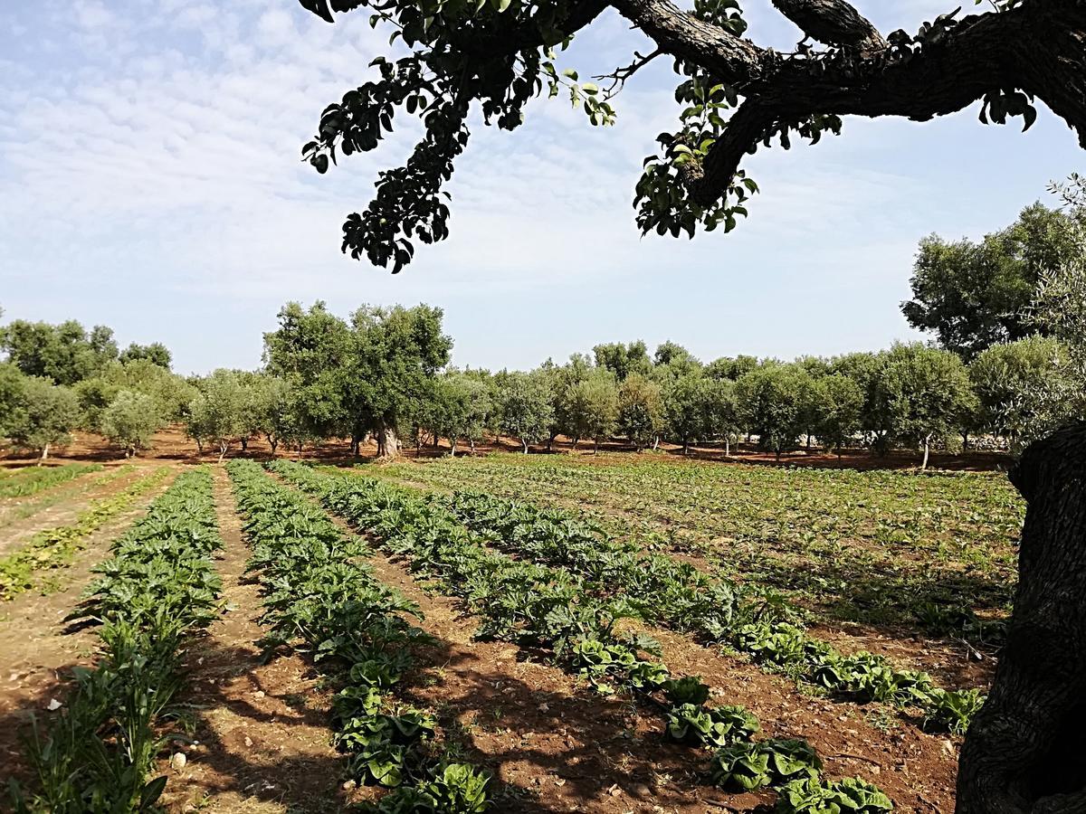 Masseria Don Sante Фазано Екстериор снимка
